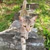RAYA, chaton femelle européen