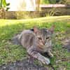RAYA, chaton femelle européen