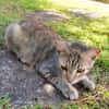 RAYA, chaton femelle européen