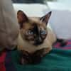 SIAM, chatte junior, croisée siamoise
