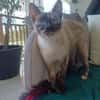 SIAM, chatte junior, croisée siamoise