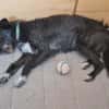Ruby - lieb und freundlich