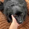 Klein♥Daisy♥ erwartet dich 01640 Coswig