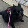 Klein♥Daisy♥ erwartet dich 01640 Coswig