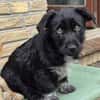 Kuschelmaus Felia❤ sucht liebe Familie