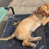 Verschmuster Felix❤ sucht seine Familie