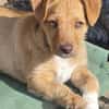 Verschmuster Felix❤ sucht seine Familie