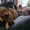 Steve sucht ein neues Zuhause