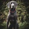 Aramis, stattlicher Weimaranerrüde