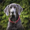Aramis, stattlicher Weimaranerrüde