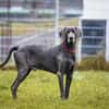 Aramis, stattlicher Weimaranerrüde