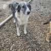 💖 SARAI sucht ihr Zuhause  🐾