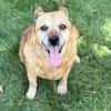 Bogar -Ein herzensguter Hundesenior