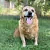 Bogar -Ein herzensguter Hundesenior