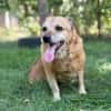Bogar -Ein herzensguter Hundesenior
