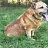 Bogar -Ein herzensguter Hundesenior