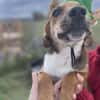 Mandy, zartes Hundemädchen sucht Liebe