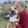 Mandy, zartes Hundemädchen sucht Liebe