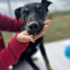 Merle, zartes Hundemädchen sucht Zuhause