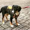 Brianna - geduldige Menschen gesucht