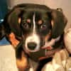 Brianna - geduldige Menschen gesucht
