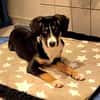 Brianna - geduldige Menschen gesucht
