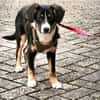 Brianna - geduldige Menschen gesucht