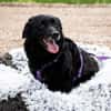 Bounty unser Herzenshund...