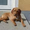 Liebe Darby sucht Zuhause