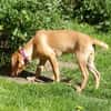 Liebe Darby sucht Zuhause