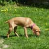 Liebe Darby sucht Zuhause