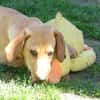 Liebe Darby sucht Zuhause