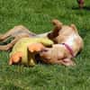 Liebe Darby sucht Zuhause