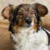 Laika, geb. ca. 11/2024, 41462 Neuss