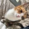 Kiyo sucht ihre Familie