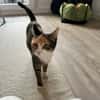 Kiyo sucht ihre Familie