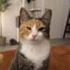 Kiyo sucht ihre Familie