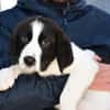 Lieber Sultan sucht Familie