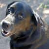 Zenon sucht neue Familie