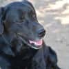 Zenon sucht neue Familie