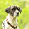 Bella unser Herzenshund..