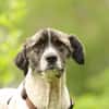 Bella unser Herzenshund..