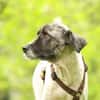 Bella unser Herzenshund..