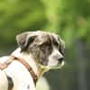 Bella unser Herzenshund..