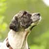 Bella unser Herzenshund..