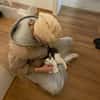 Jonny Stattlicher Kater sucht  Familie