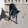 Nerina sucht Familienanschluss