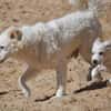 April sucht passendes Zuhause