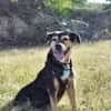 BOLT,  Chien adulte Berger Créole