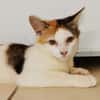 MINA, chaton femelle type européen
